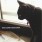黒猫